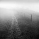 Foggy Path 1