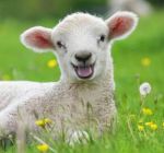 lamb-in-the-grass-567099